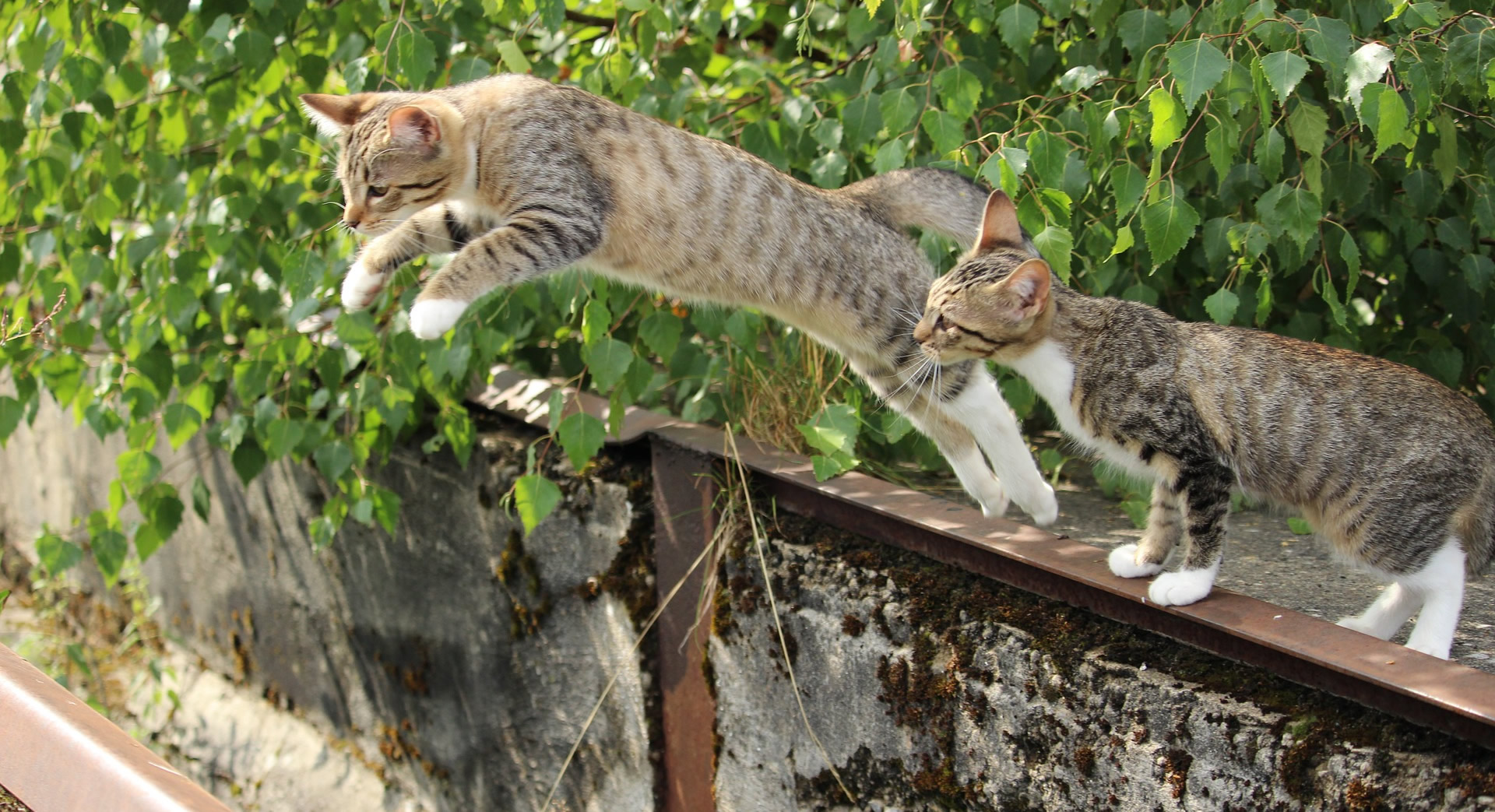 Der Ratgeber rund um die Katze zum Thema Katzenhaltung, Katzenspielzeug und Kratzbäume