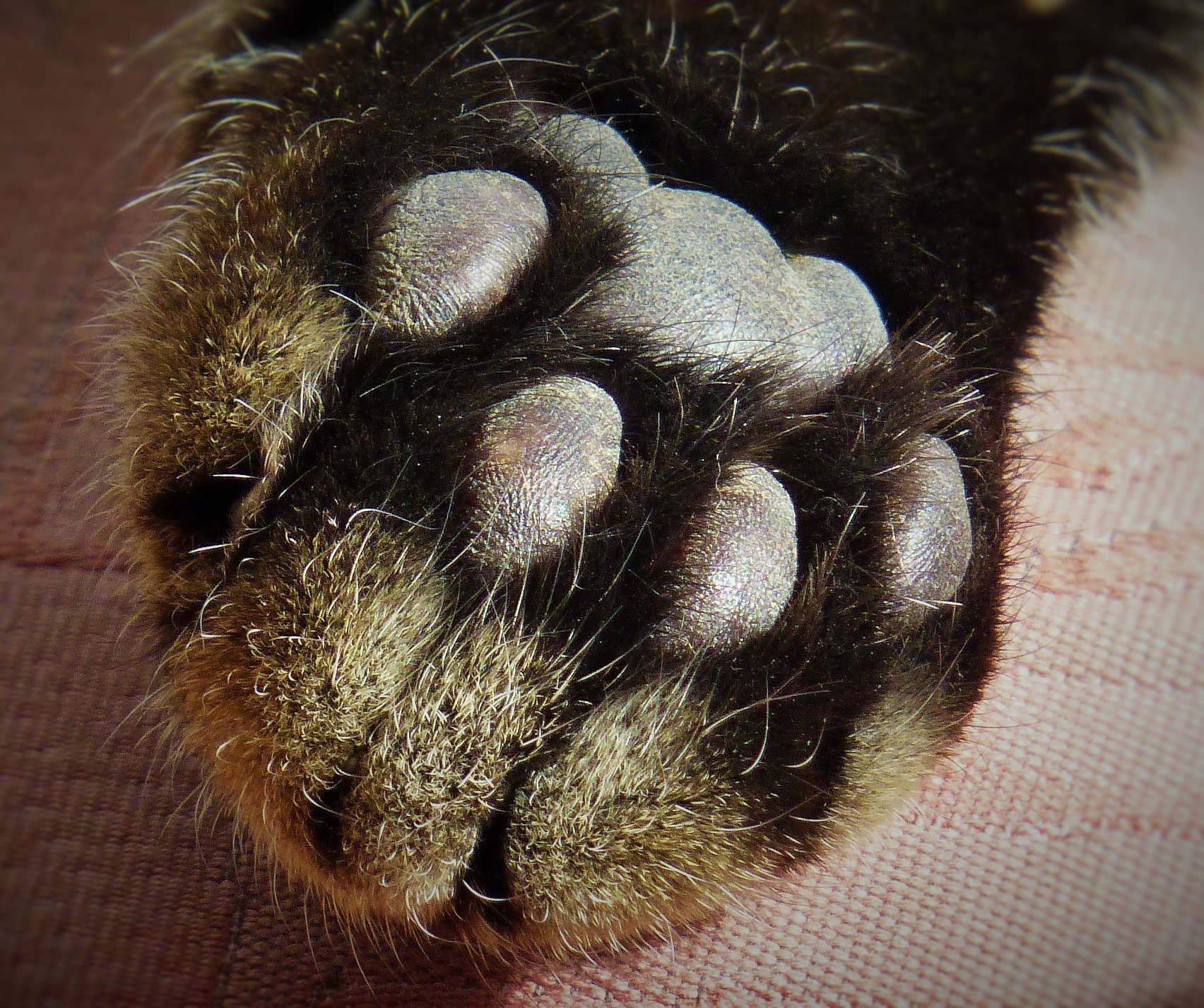 Der Ratgeber rund um die Katze zum Thema Katzenhaltung, Katzenspielzeug und Kratzbäume